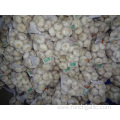 Normal White Garlic New Crop Fresh 2019